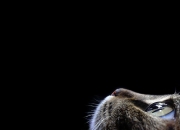 开云APP-F1新赛季揭幕战焦点战，鹈鹕制霸山西队—速度与激情的跨界交响