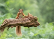 开云体育中国-切特·霍姆格伦，火箭防线前的独角兽，雄鹿进攻端无解之谜