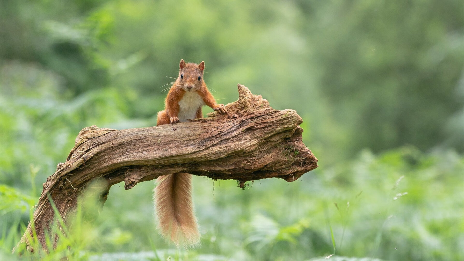 切特·霍姆格伦,火箭防线前的独角兽,雄鹿进攻端无解之谜